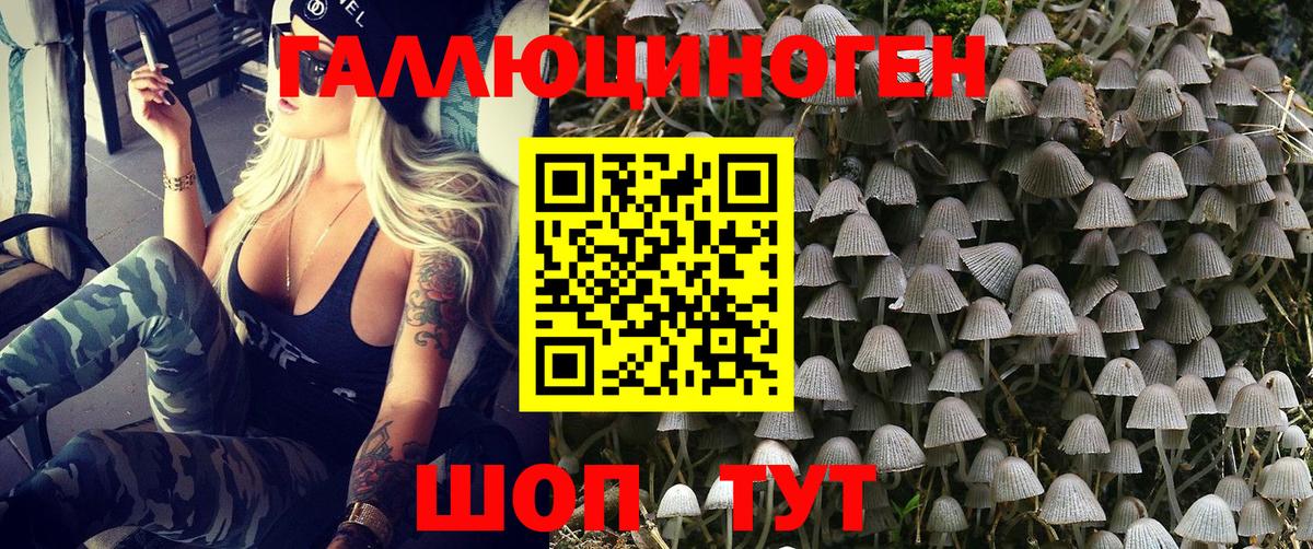 Электрогорск  Псилоцибиновые грибы Psilocybe  Вход с VPN 